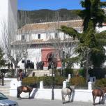 Launita