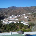 Los olivos