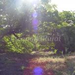 Finca Chivisaya