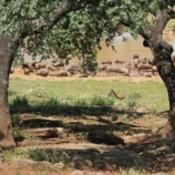La Pajareta, Casa Rural